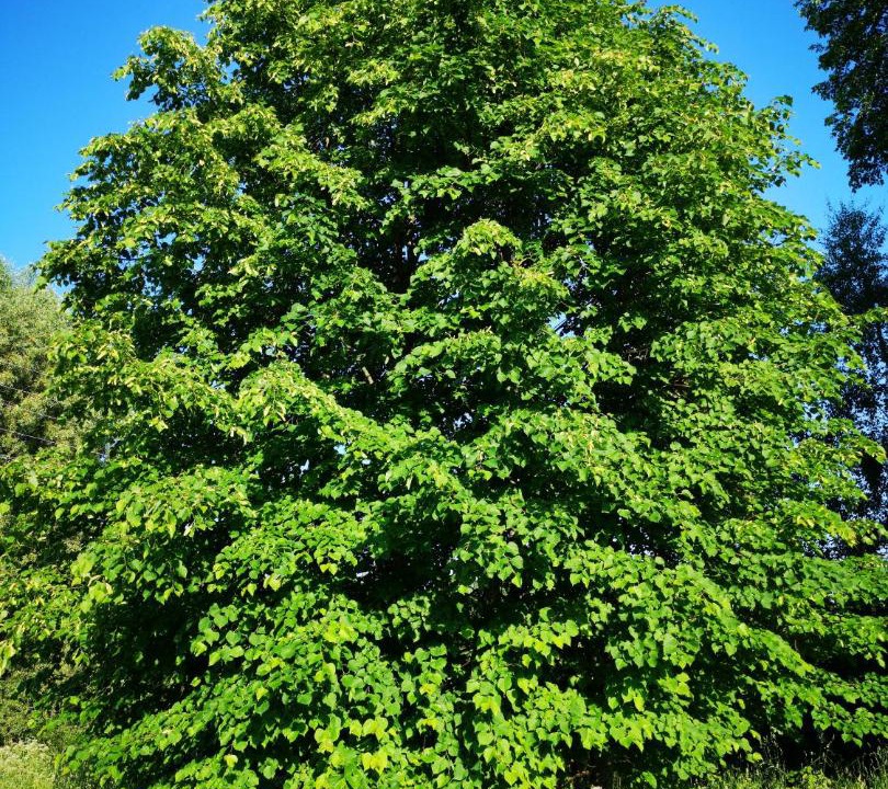 Photo of Outdoor in Losinoye