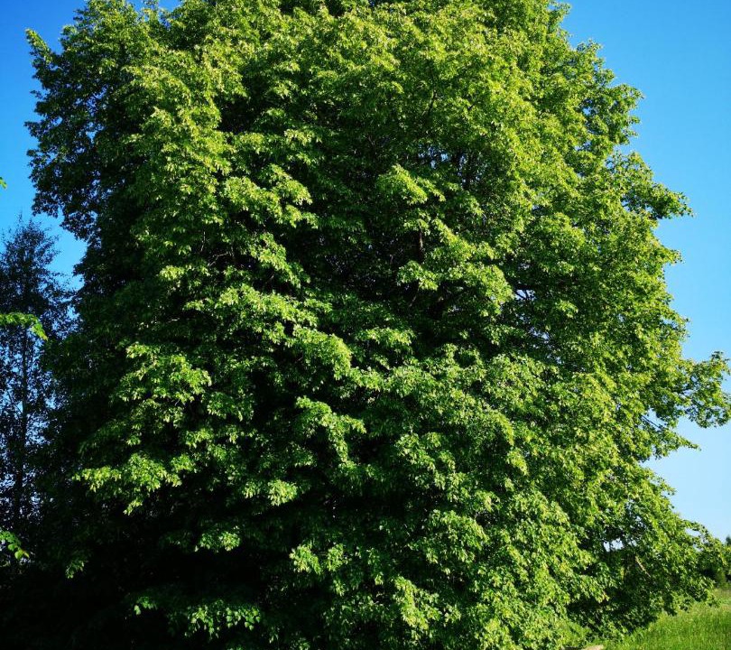 Photo of Outdoor in Losinoye