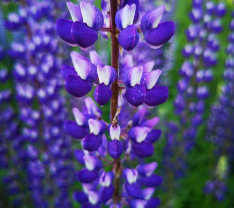 Photo of Others in Losinoye