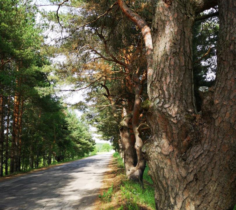 Photo of Others in Losinoye