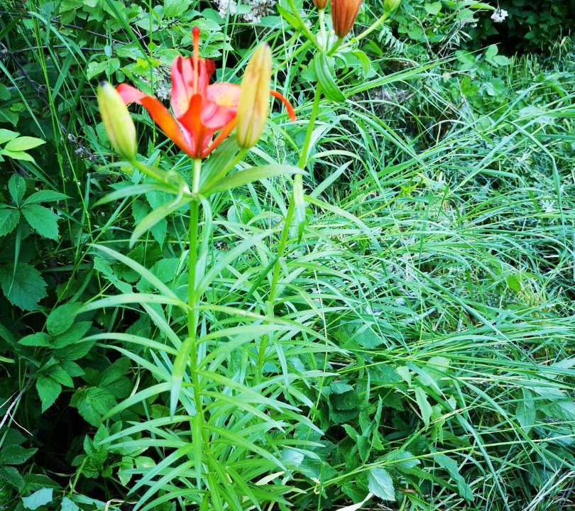 Photo of Others in Losinoye