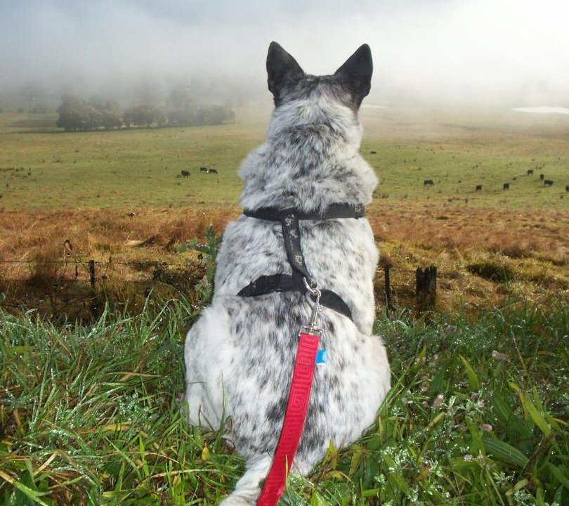 Photo of Others in Towong