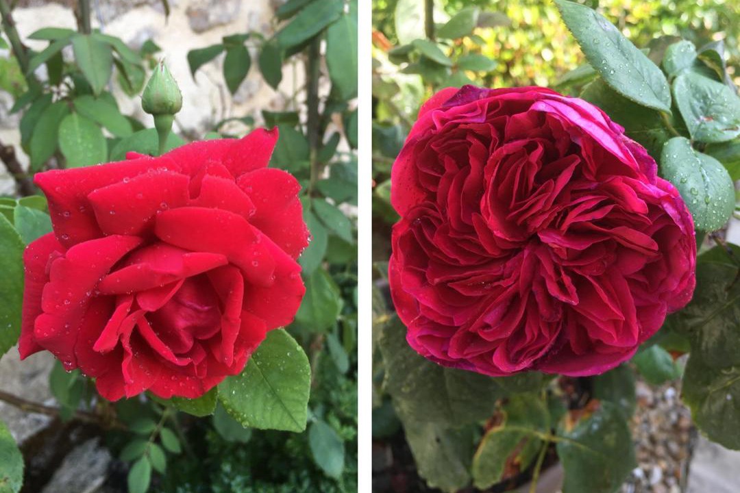 Photo of Others in La Villeneuve-au-Chatelot