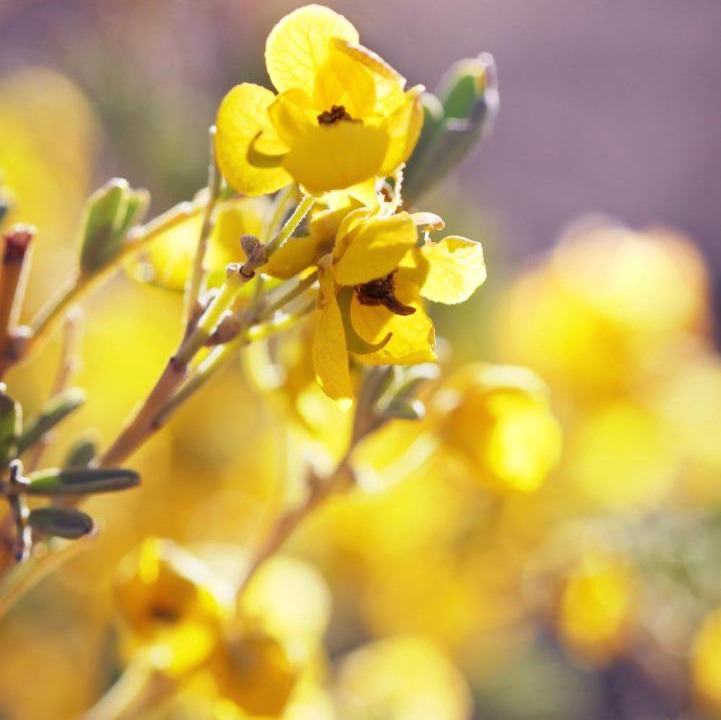 Photo of Others in Quorn