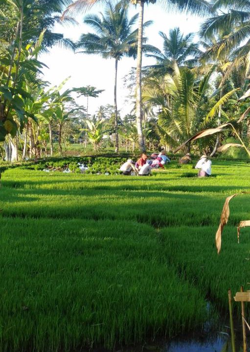 Photo of Outdoor in Kecamatan Montong Gading