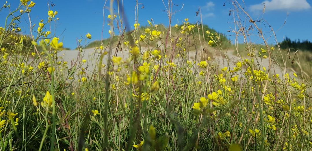 Photo of Outdoor in Bray-Dunes