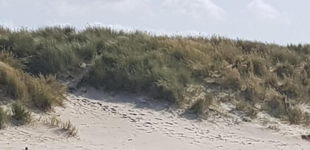 Photo of Outdoor in Bray-Dunes