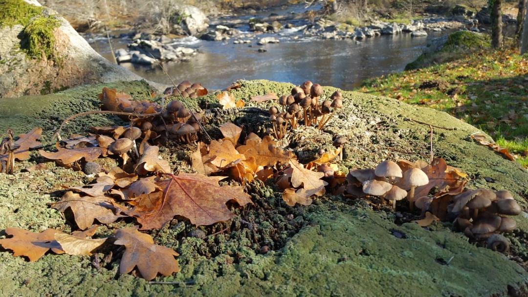 Photo of Others in Saint-Priest-sous-Aixe