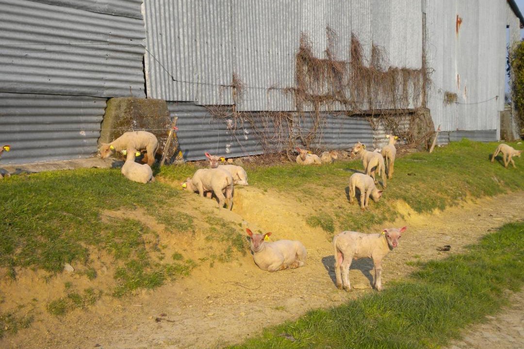 Photo of Others in Reaumur