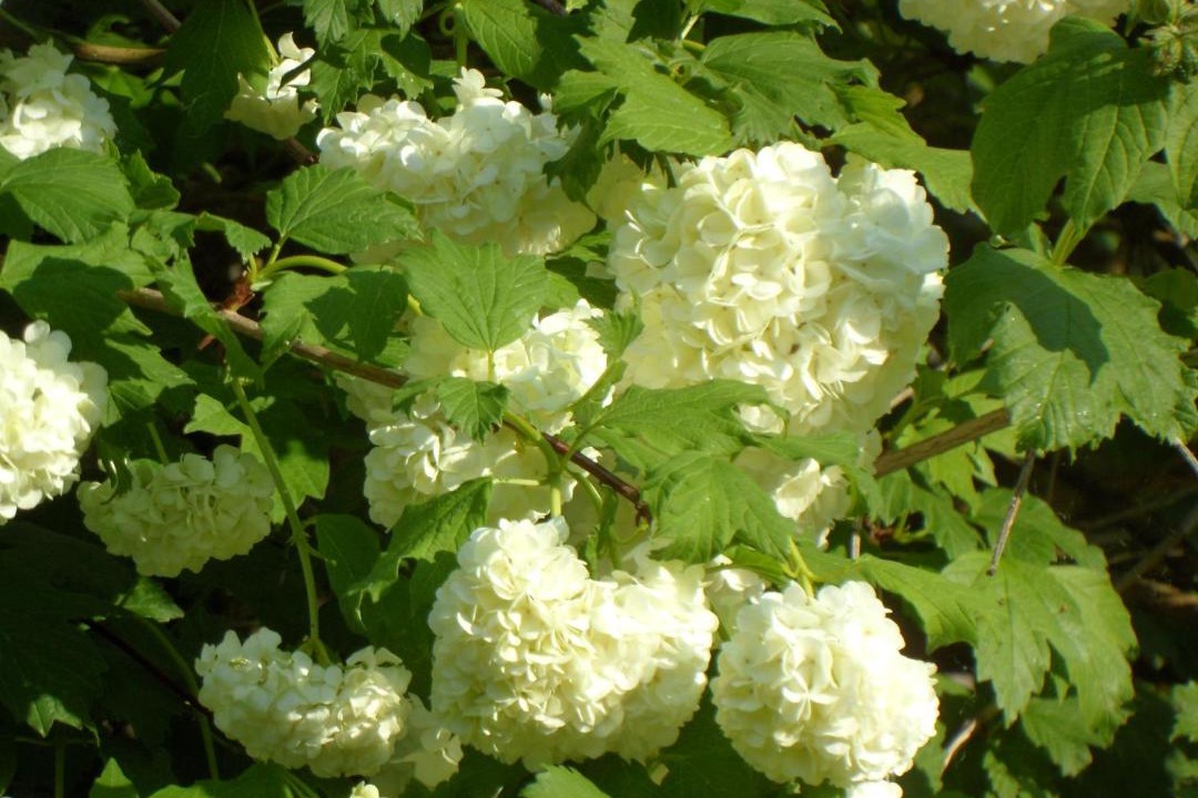 Photo of Outdoor in Auros