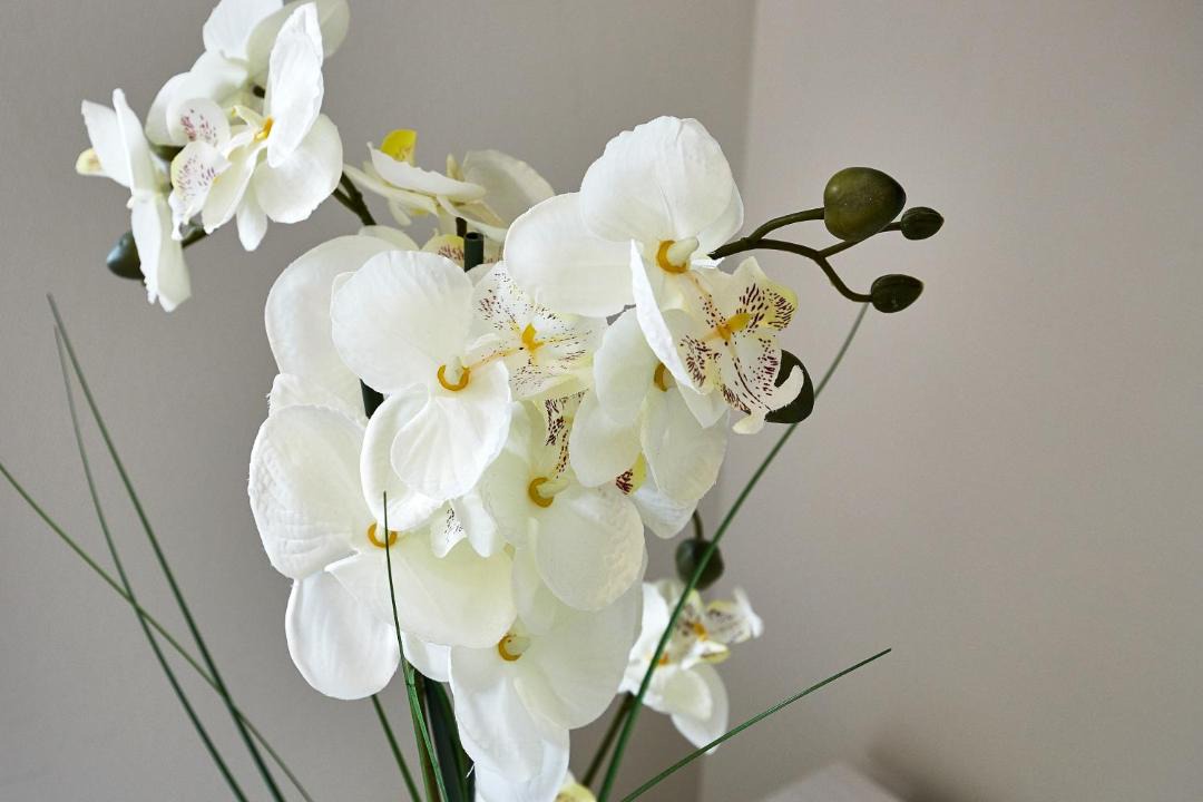 Photo of Others in Saint-Come-de-Fresne