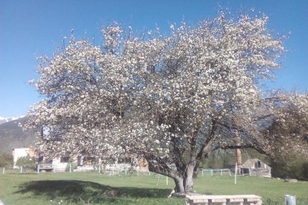 Photo of Others in Teberda