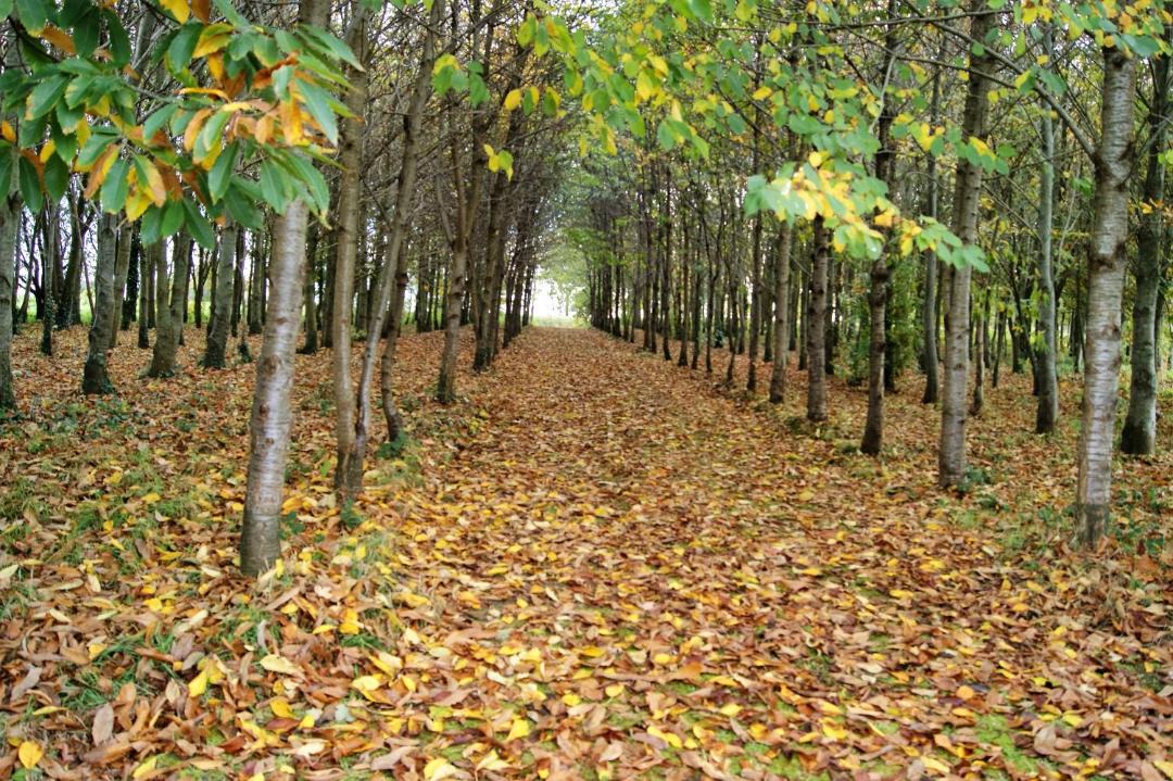 Photo of Others in Gommenec'h