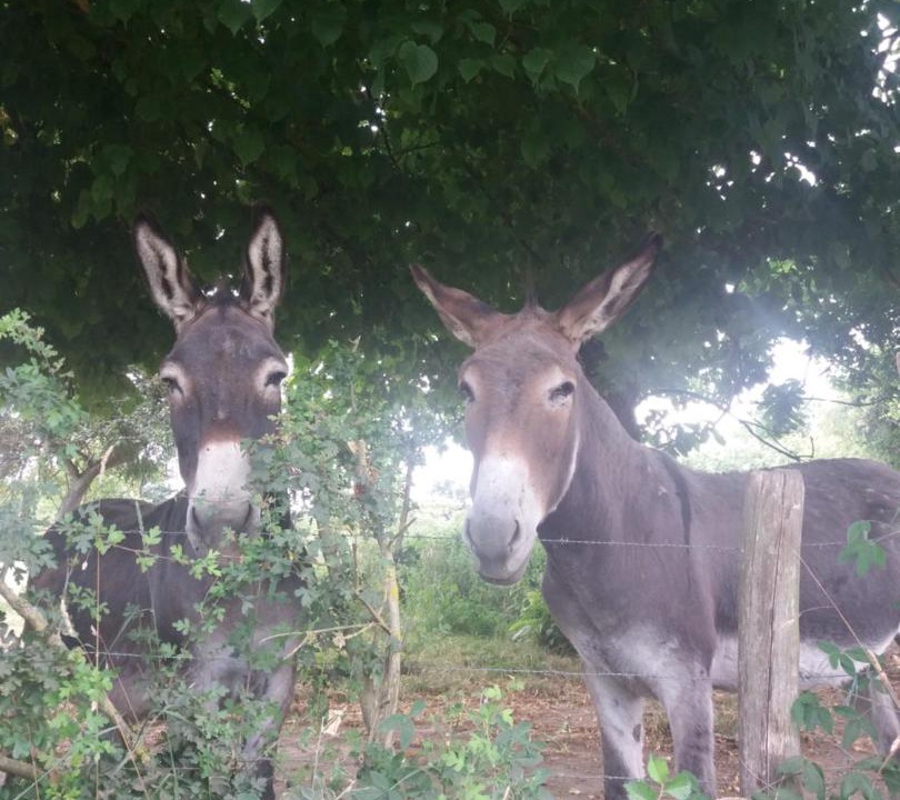 Photo of Others in La Fresnaye-au-Sauvage