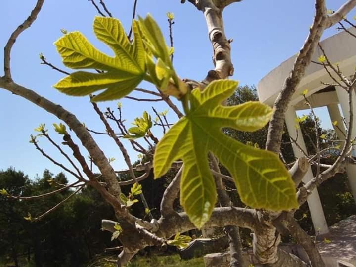 Photo of Outdoor in Prvic Luka