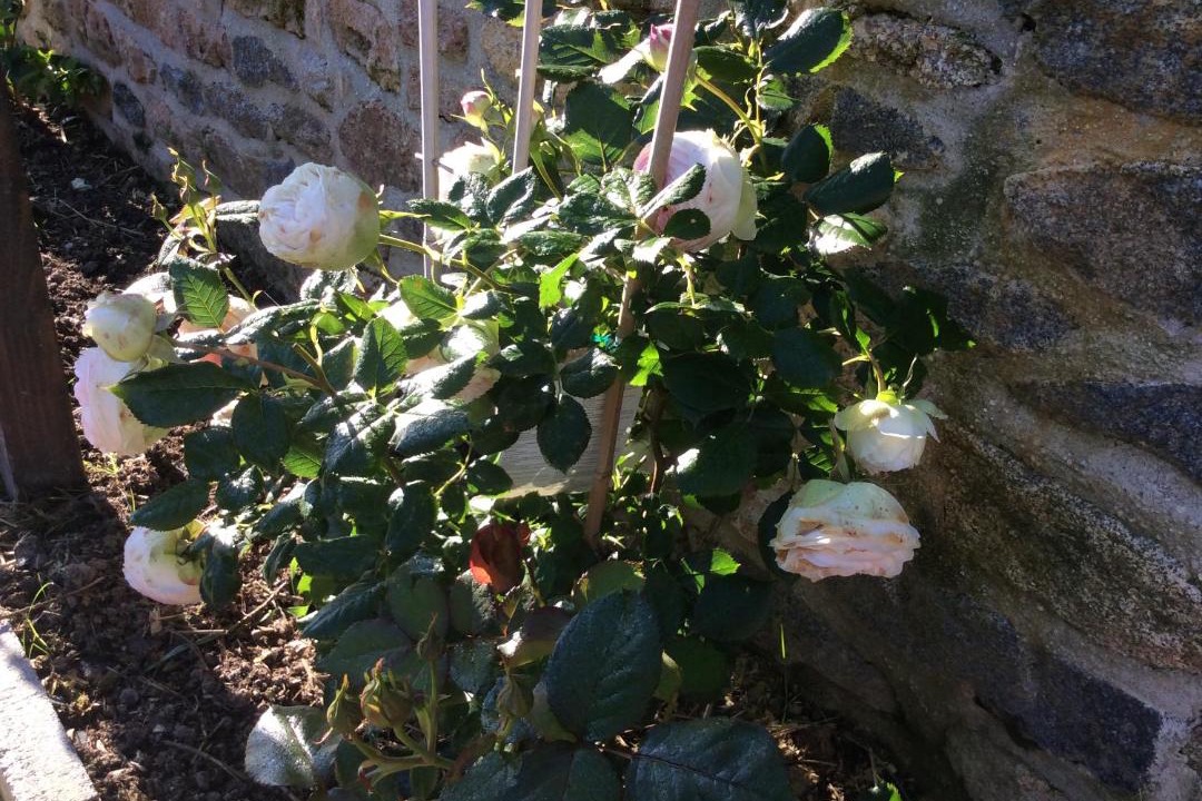 Photo of Others in Collinee