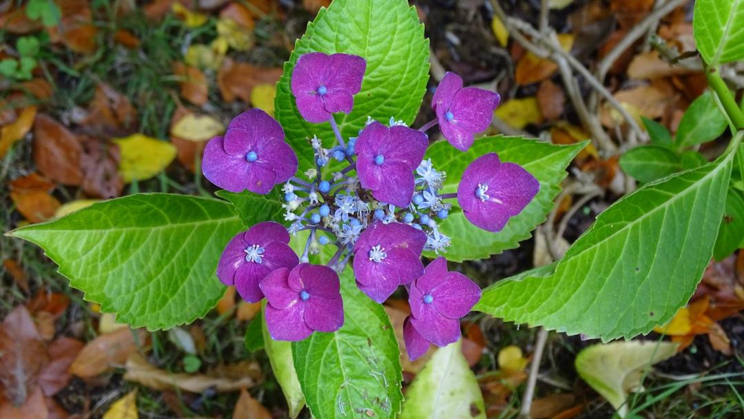 Photo of Others in La Bazoge