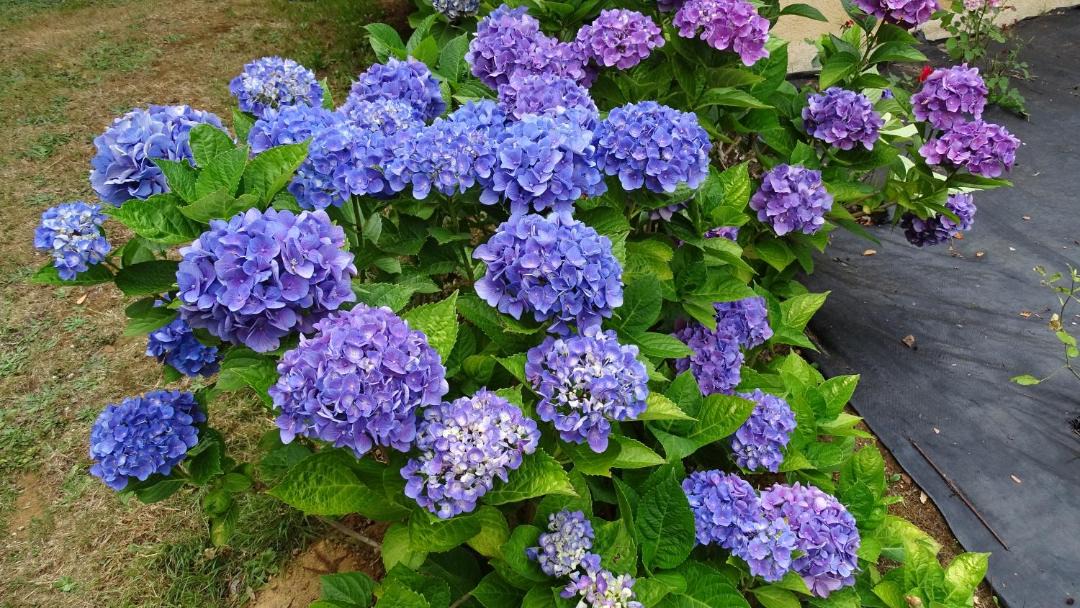 Photo of Others in La Bazoge