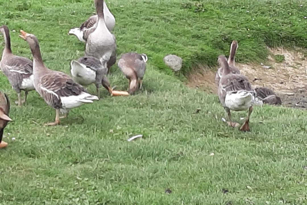 Photo of Others in Fromelles