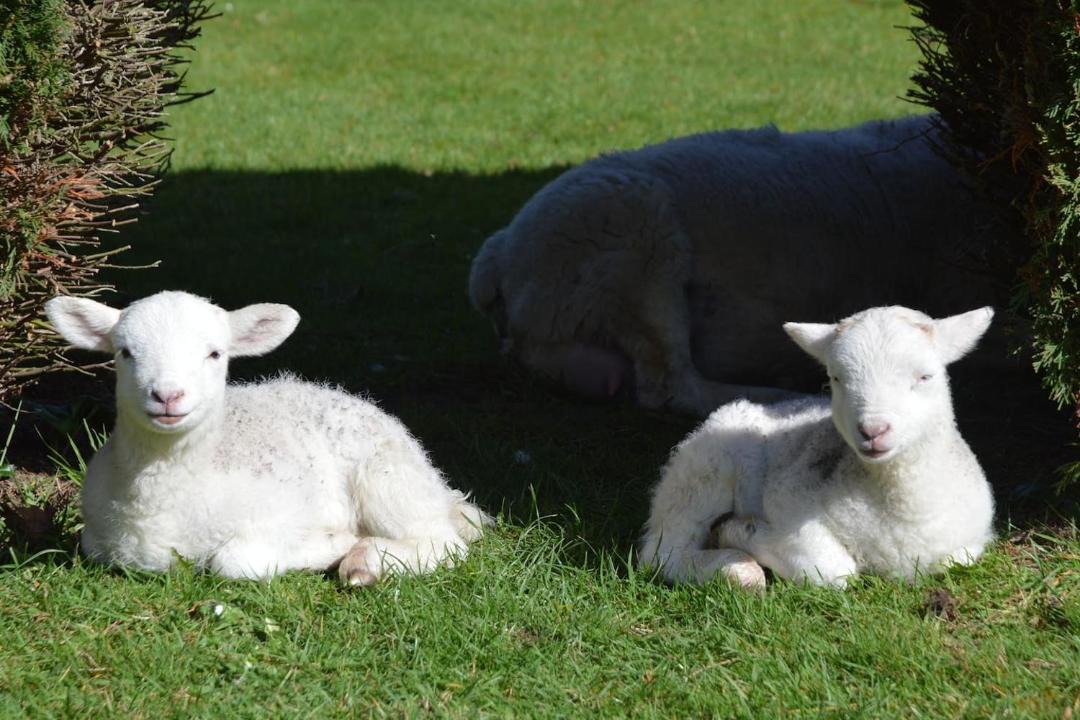 Photo of Others in Redlynch