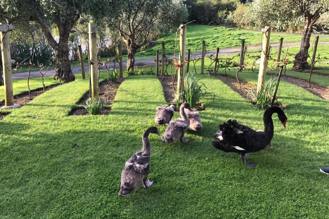 Photo of Others in Gulf Harbour