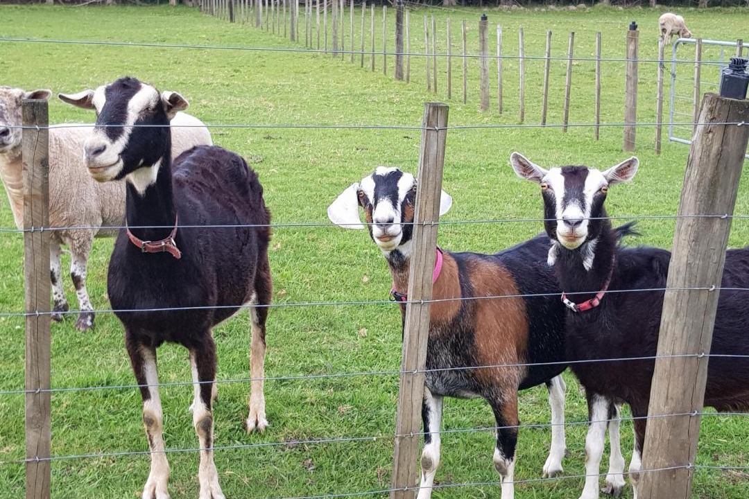 Photo of Human In Picture in Kerikeri