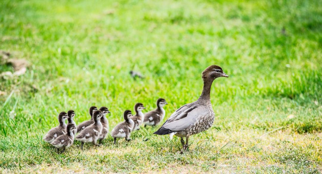 Photo of Others in Beechworth