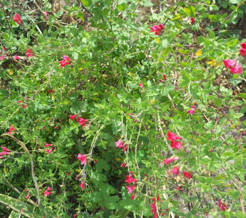 Photo of Outdoor in Nort-sur-Erdre