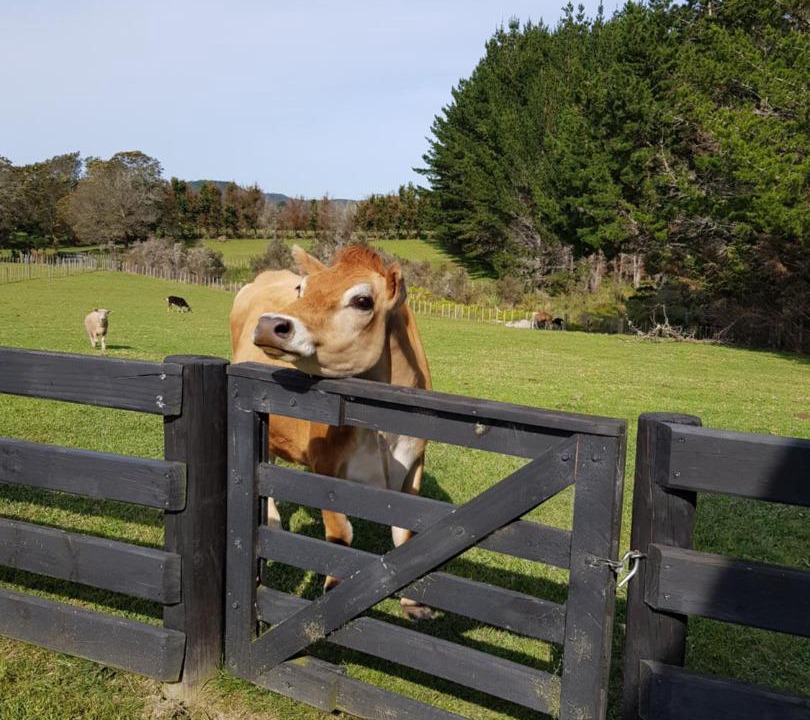 Photo of Others in Kerikeri
