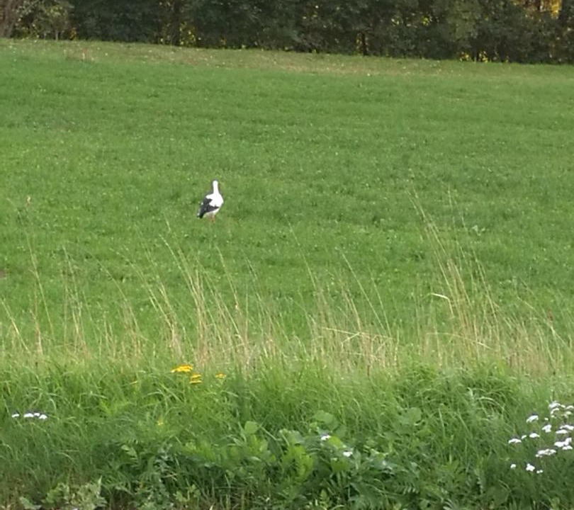 Photo of Others in Borre