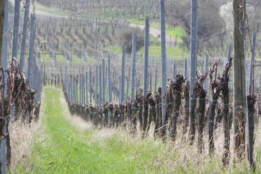 Photo of Others in Rosheim