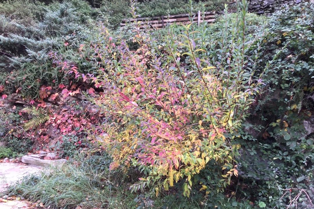 Photo of Others in Prats-de-Mollo-la-Preste