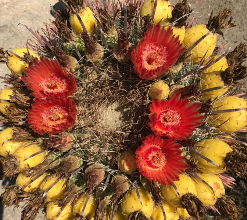 Photo of Others in Joshua Tree Highlands