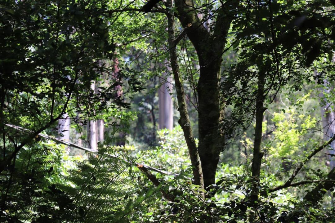 Photo of Others in Mount Dandenong