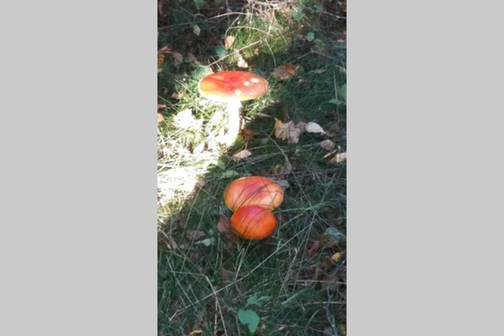 Photo of Others in Saulieu