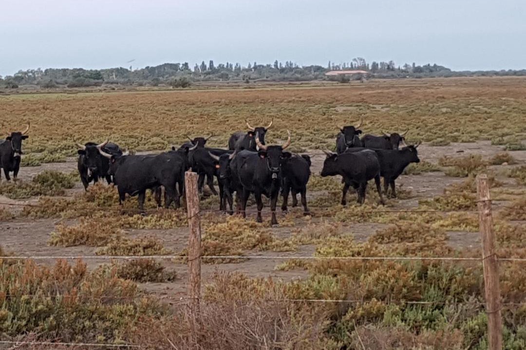 Photo of Others in Le Sambuc