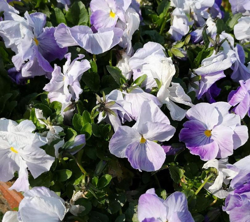 Photo of Outdoor in Lamorlaye