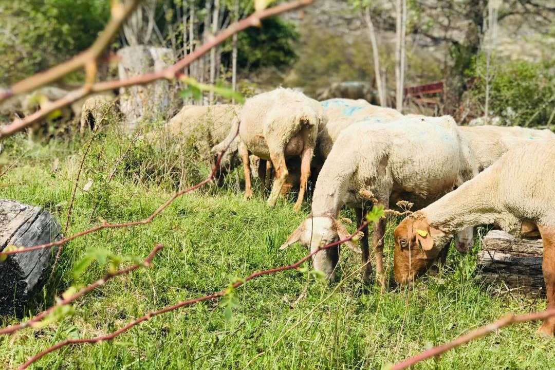 Photo of Others in La Robine-sur-Galabre