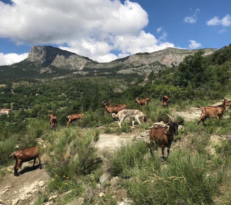 Photo of Outdoor in La Robine-sur-Galabre
