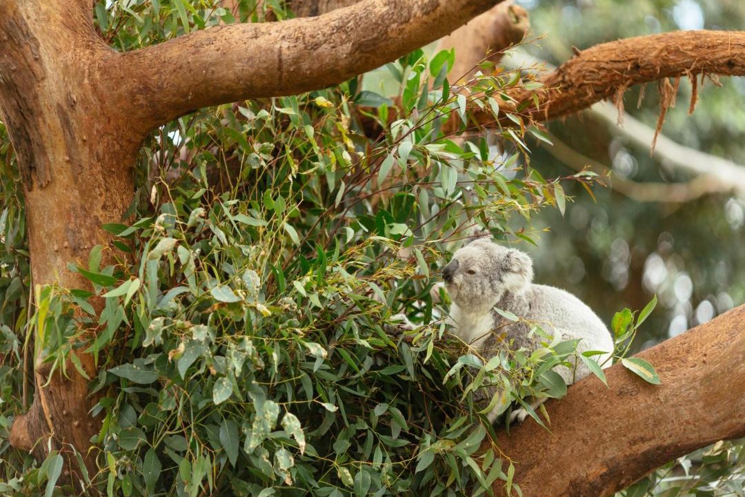 Photo of Others in Mosman