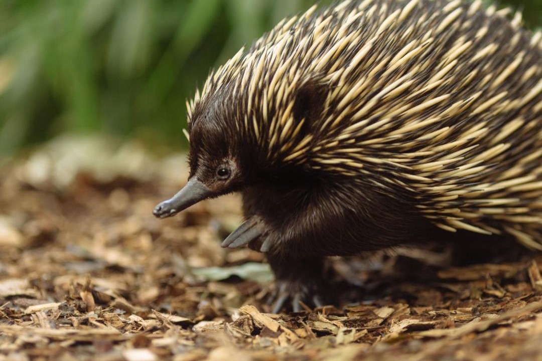 Photo of Others in Mosman