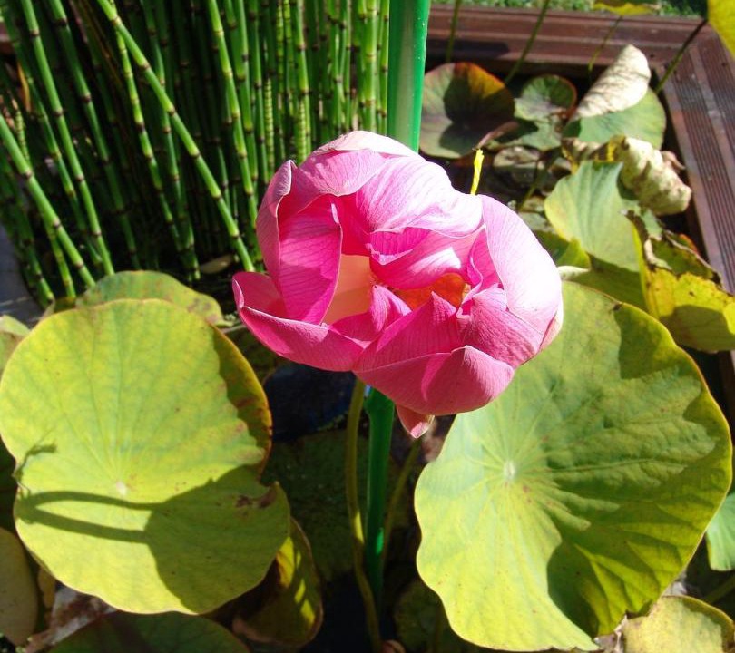 Photo of Others in Lanester