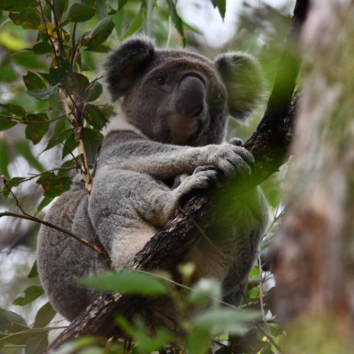 Photo of Others in Goonengerry