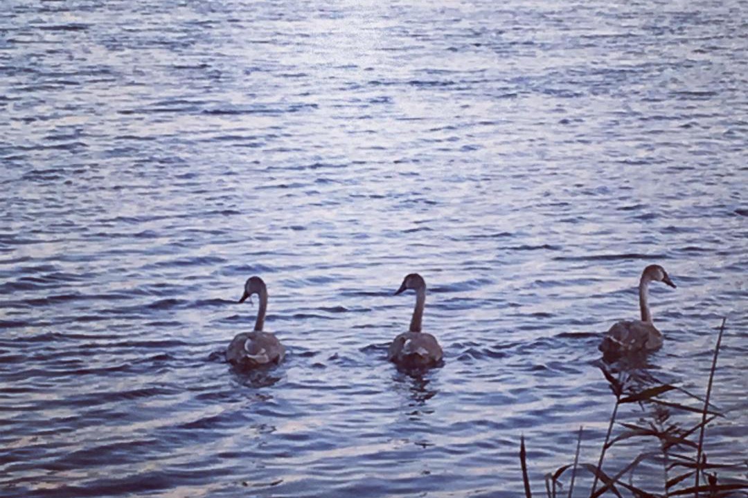 Photo of Human In Picture in Nordborg