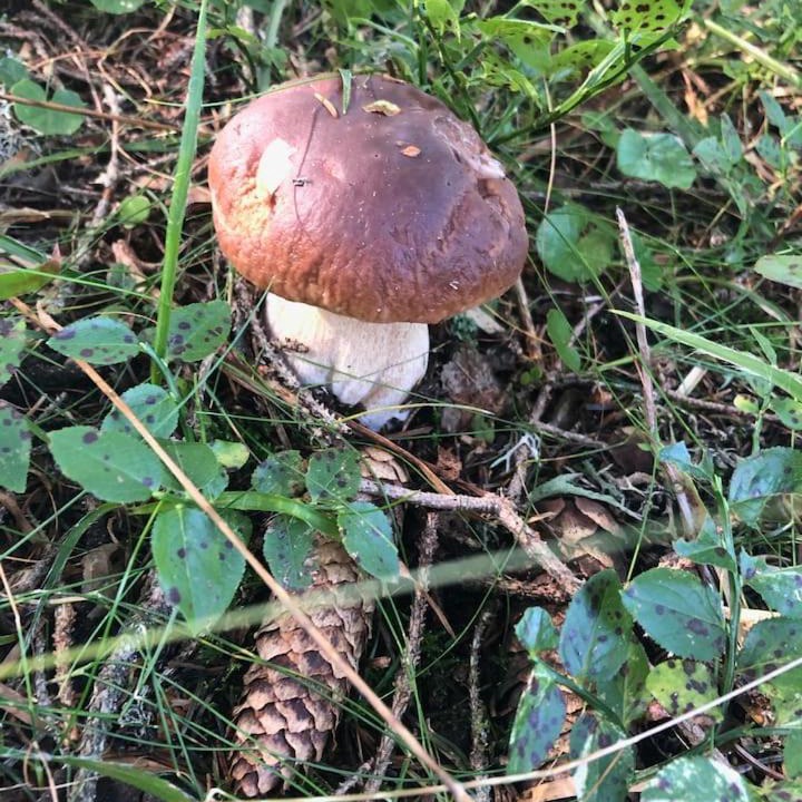 Photo of Outdoor in Caneggio
