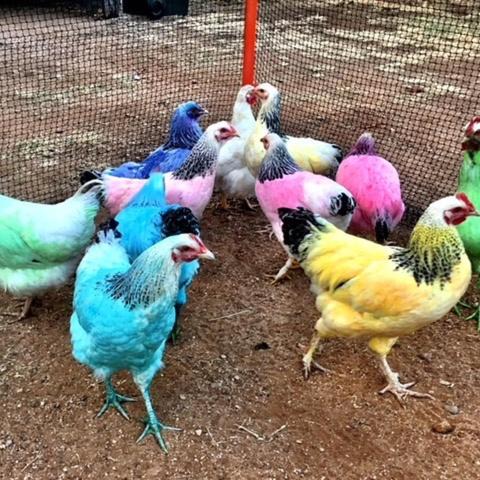 Photo of Others in Tambo