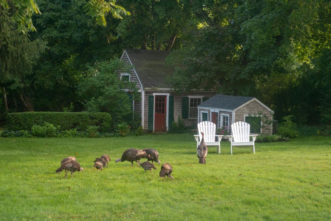 Photo of Others in Yarmouth Port