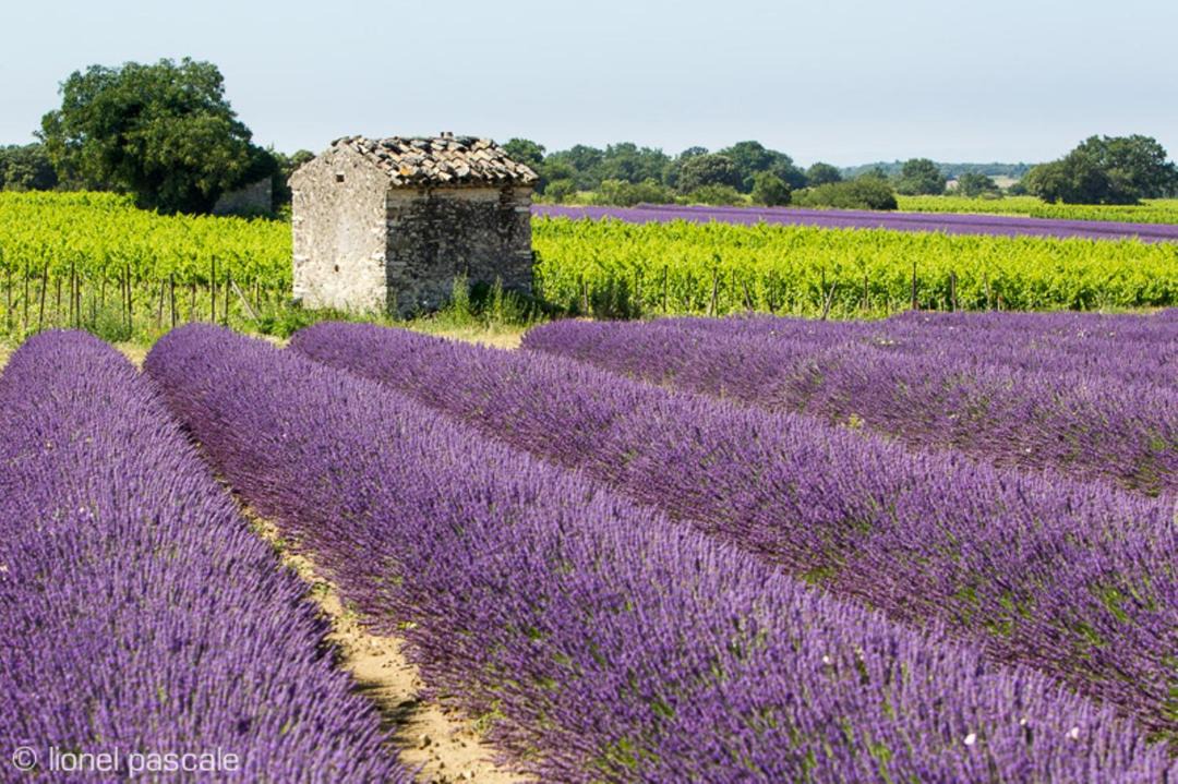 Photo of Others in Saint-Paul-Trois-Chateaux