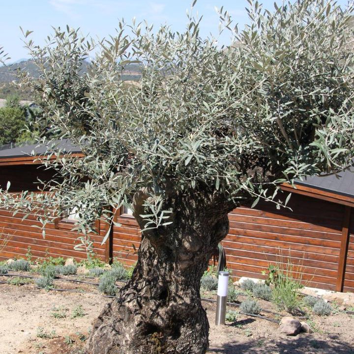 Photo of Others in Robledo de Chavela