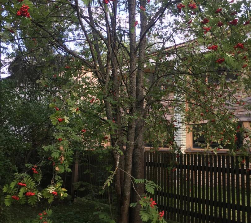 Photo of Others in Zvenigorod